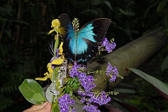 0665 Butterfly Sanctuary Kuranda